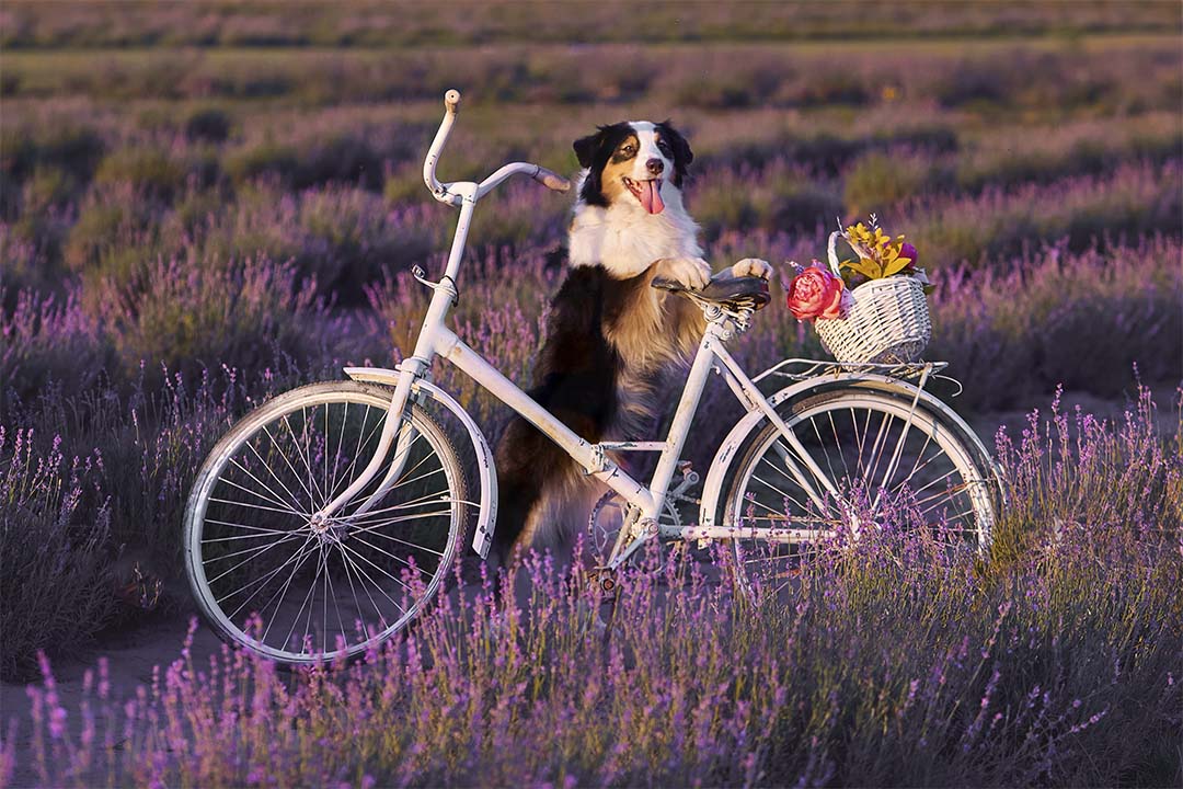 4 года