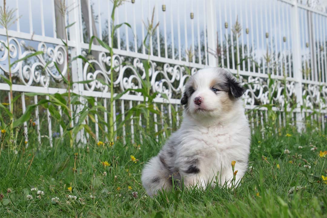 4 недели